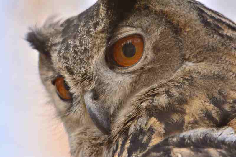 DFH_Im Auge des Uhus.JPG